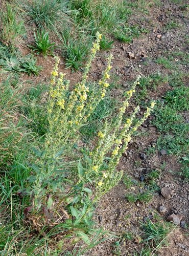 DIVIZNA KNOTOVITÁ (Verbascum lychnitis) FOTO: Marta Knauerová, 8/2024