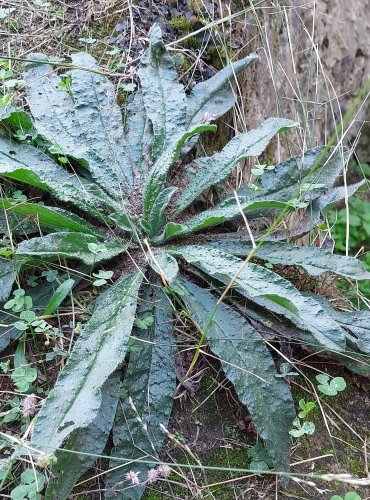 HADINEC OBECNÝ (Echium vulgare) FOTO: Marta Knauerová, 8/2024