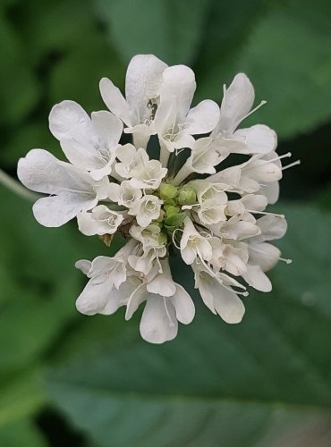 HLAVÁČ FIALOVÝ (Scabiosa columbaria) FOTO: Marta Knauerová, 8/2024