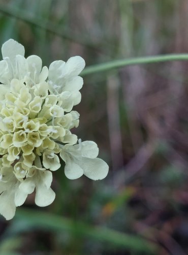 HLAVÁČ ŽLUTAVÝ (Scabiosa ochroleuca) FOTO: Marta Knauerová, 8/2024