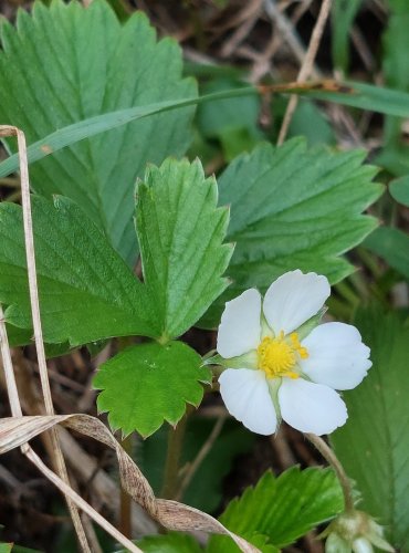 JAHODNÍK OBECNÝ (Fragaria vesca) FOTO: Marta Knauerová, 8/2024