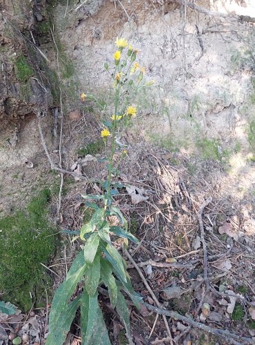 JESTŘÁBNÍK OKOLIČNATÝ (Hieracium umbellatum) FOTO: Marta Knauerová, 8/2024