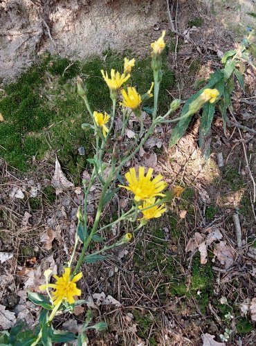 JESTŘÁBNÍK OKOLIČNATÝ (Hieracium umbellatum) FOTO: Marta Knauerová, 8/2024