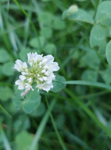 JETEL BÍLÝ PLAZIVÝ (Trifolium repens) FOTO: Marta Knauerová, 8/2024