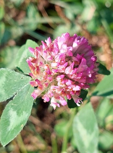 JETEL LUČNÍ (Trifolium pratense) FOTO: Marta Knauerová, 8/2024
