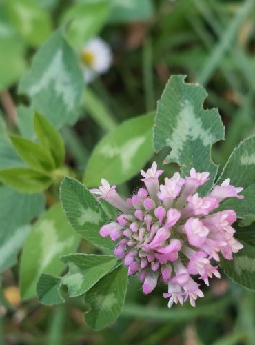 JETEL LUČNÍ (Trifolium pratense) FOTO: Marta Knauerová, 8/2024