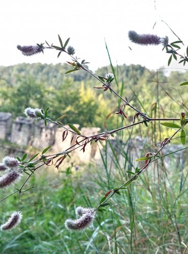 JETEL ROLNÍ (Trifolium arvense) FOTO: Marta Knauerová, 8/2024