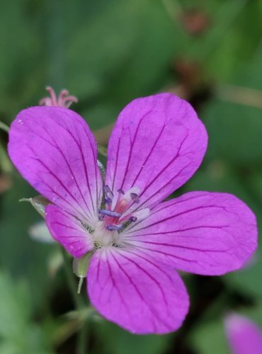 KAKOST BAHENNÍ (Geranium palustre) FOTO: Marta Knauerová, 8/2024