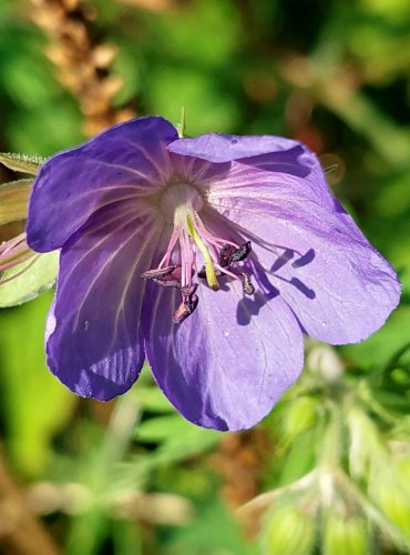 KAKOST LUČNÍ (Geranium pratense) FOTO: Marta Knauerová, 8/2024
