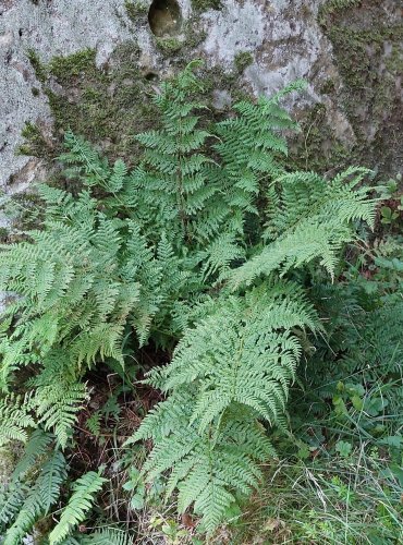 KAPRAĎ OSTÉNKATÁ (Dryopteris carthusiana) FOTO: Marta Knauerová, 8/2024