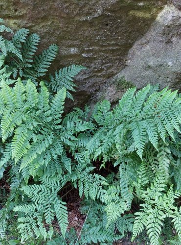 KAPRAĎ ROZLOŽENÁ (Dryopteris dilatata) FOTO: Marta Knauerová, 8/2024