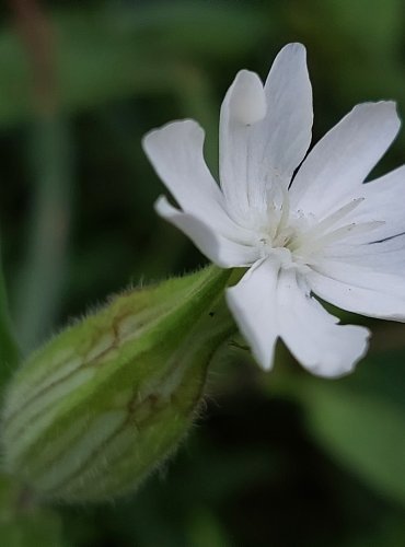 KNOTOVKA BÍLÁ (Silene latifolia) FOTO: Marta Knauerová, 8/2024