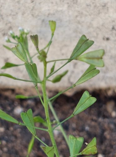 KOKOŠKA PASTUŠÍ TOBOLKA (Capsella bursa-pastoris) FOTO: Marta Knauerová, 8/2024