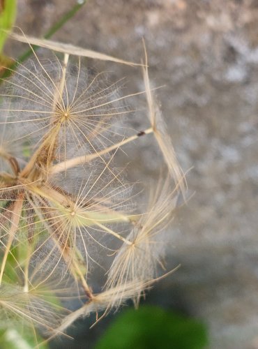 KOZÍ BRADA LUČNÍ (Tragopogon pratensis) FOTO: Marta Knauerová, 8/2024