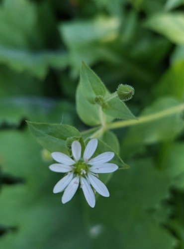 KŘEHKÝŠ VODNÍ (Myosoton aquaticum) FOTO: Marta Knauerová, 8/2024