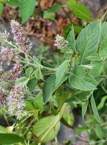 MÁTA DLOUHOLISTÁ (Mentha longifolia) FOTO: Marta Knauerová, 8/2024