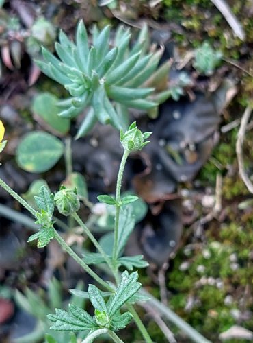 MOCHNA STŘÍBRNÁ (Potentilla argentea) FOTO: Marta Knauerová, 8/2024