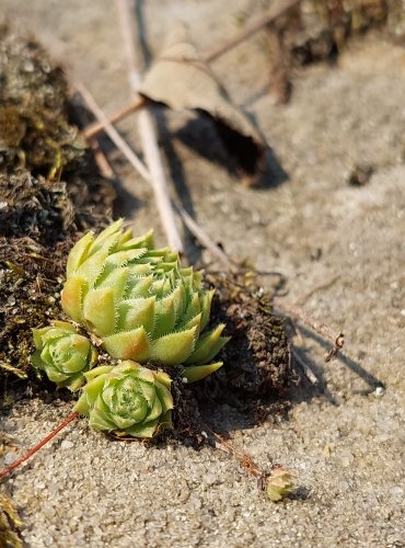 NETŘESK blíže neurčený (Sempervivum sp.) FOTO: Marta Knauerová, 8/2024