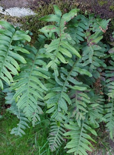 OSLADIČ OBECNÝ (Polypodium vulgare) FOTO: Marta Knauerová, 8/2024