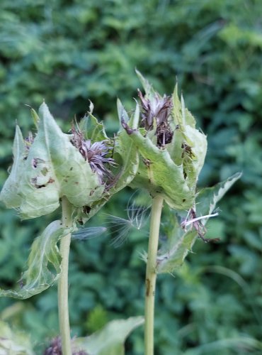 PCHÁČ ZELINNÝ (Cirsium oleraceum) FOTO: Marta Knauerová, 8/2024