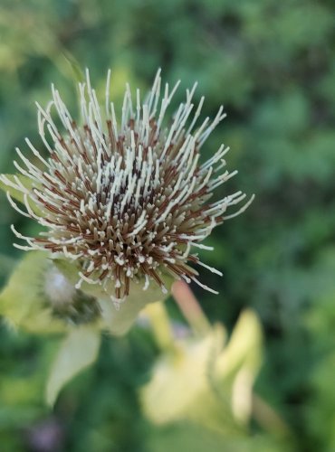 PCHÁČ ZELINNÝ (Cirsium oleraceum) FOTO: Marta Knauerová, 8/2024