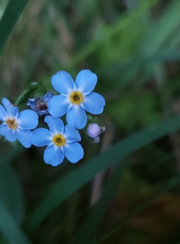 POMNĚNKA BAHENNÍ (Myosotis palustris) FOTO: Marta Knauerová, 8/2024