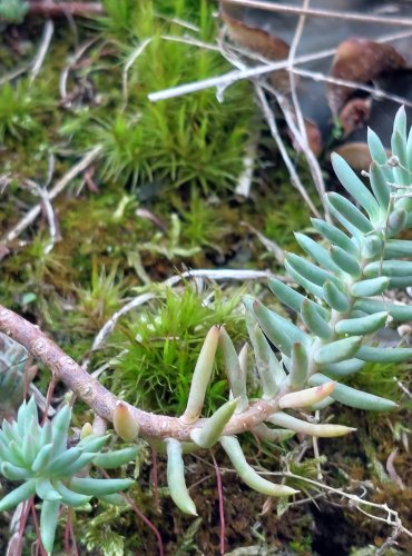 ROZCHODNÍK SKALNÍ (Petrosedum rupestre) FOTO: Marta Knauerová, 8/2024