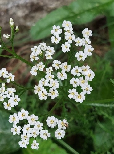 ŘEBŘÍČEK OBECNÝ (Achillea millefolium) FOTO: Marta Knauerová, 8/2024