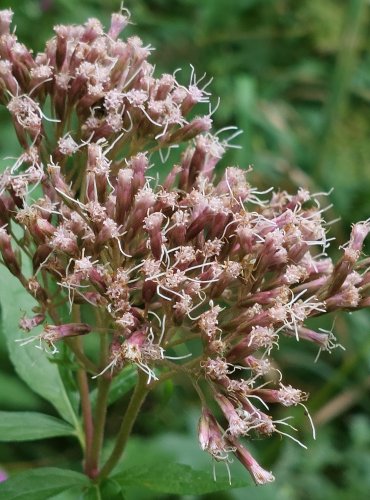 SADEC KONOPÁČ (Eupatorium cannabinum) FOTO: Marta Knauerová, 8/2024