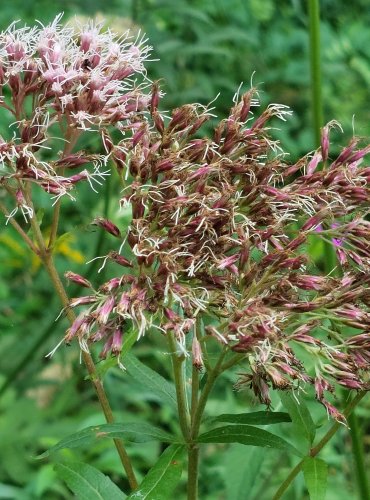 SADEC KONOPÁČ (Eupatorium cannabinum) FOTO: Marta Knauerová, 8/2024