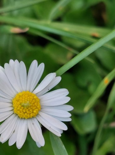 SEDMIKRÁSKA CHUDOBKA (Bellis perennis) Foto: Marta Knauerová, 8/2024