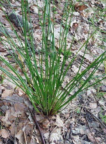 SÍTINA ROZKLADITÁ (Juncus effusus) FOTO: Marta Knauerová, 8/2024