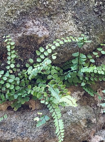 SLEZINÍK ČERVENÝ (Asplenium trichomanes) FOTO: Marta Knauerová, 8/2024