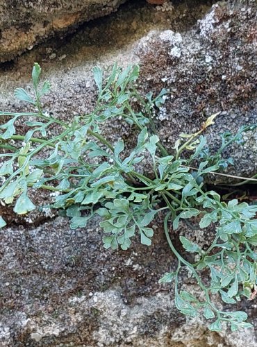 SLEZINÍK ROUTIČKA (Asplenium ruta-muraria) FOTO: Marta Knauerová, 8/2024