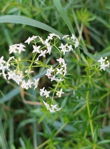 SVÍZEL POVÁZKA (Galium mollugo) FOTO: Marta Knauerová, 8/2024