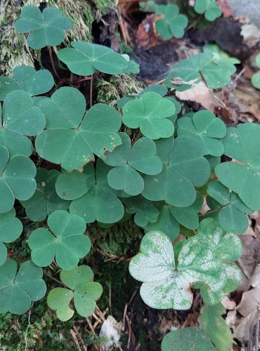 ŠŤAVEL KYSELÝ (Oxalis acetosella) FOTO: Marta Knauerová, 8/2024