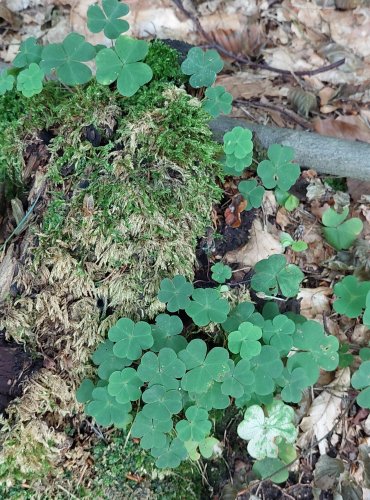 ŠŤAVEL KYSELÝ (Oxalis acetosella) FOTO: Marta Knauerová, 8/2024