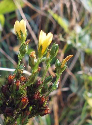 TŘEZALKA HORSKÁ (Hypericum montanum) FOTO: Marta Knauerová, 8/2024