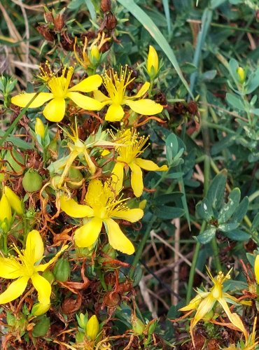 TŘEZALKA TEČKOVANÁ (Hypericum perforatum) FOTO: Marta Knauerová, 8/2024