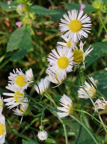 TURAN ROČNÍ (Erigeron annuus) FOTO: Marta Knauerová, 8/2024