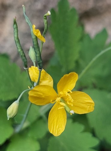 VLAŠTOVIČNÍK VĚTŠÍ (Chelidonium majus) FOTO: Marta Knauerová, 8/2024
