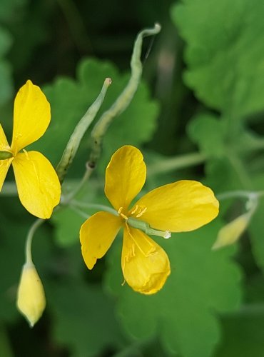 VLAŠTOVIČNÍK VĚTŠÍ (Chelidonium majus) FOTO: Marta Knauerová, 8/2024