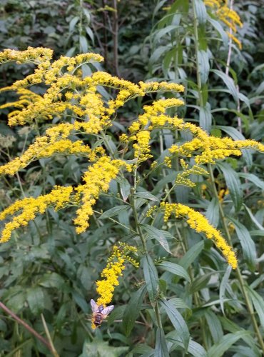 ZLATOBÝL KANADSKÝ (Solidago canadensis) FOTO: Marta Knauerová, 8/2024