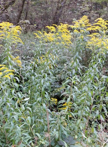 ZLATOBÝL KANADSKÝ (Solidago canadensis) FOTO: Marta Knauerová, 8/2024
