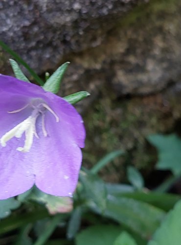 ZVONEK BROSKVOLISTÝ (Campanula persicifolia) FOTO: Marta Knauerová, 8/2024