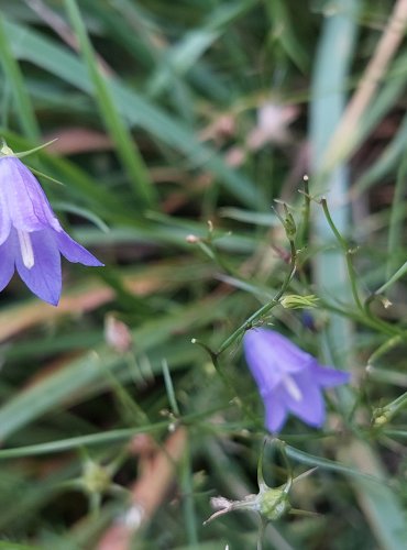 ZVONEK OKROUHLOLISTÝ (Campanula rotundifolia) FOTO: Marta Knauerová, 8/2024