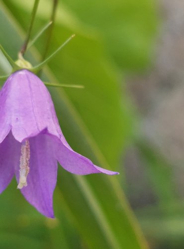 ZVONEK ROZKLADITÝ (Campanula patula) FOTO: Marta Knauerová, 8/2024