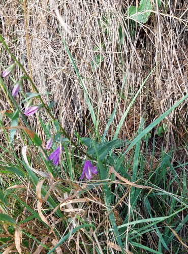 ZVONEK ŘEPKOVITÝ (Campanula rapunculoides) FOTO: Marta Knauerová, 8/2024