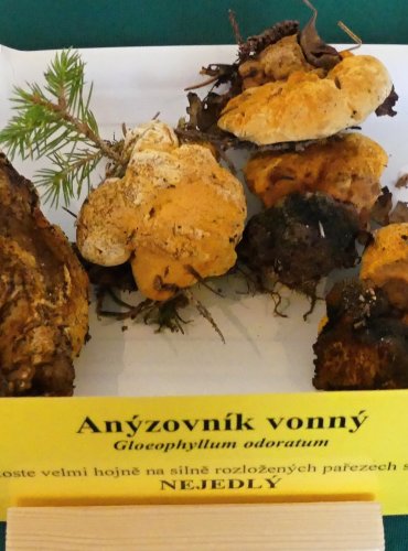 ANÝZOVNÍK VONNÝ (Gloeophyllum odoratum) FOTO: Petr Mužák, 10/2024