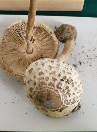 BEDLA ÚTLÁ (Macrolepiota mastoidea) FOTO: Petr Mužák, 10/2024